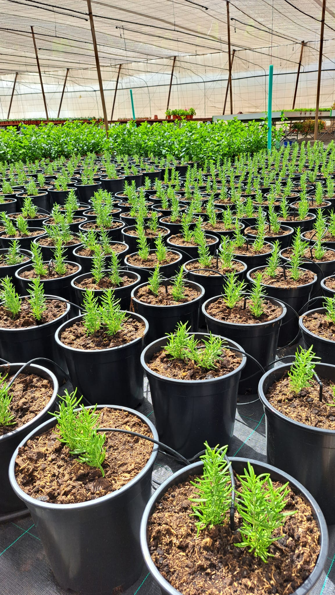 galeria RIEGO POR GOTEO